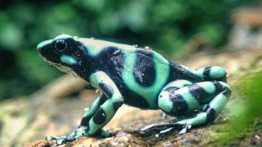 Wildlife in Costa Rica