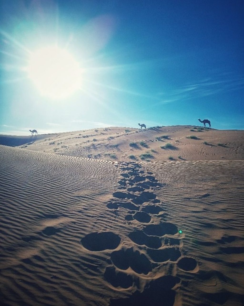 Instagram post from wild_globe_expeditions. This post is in position 8.