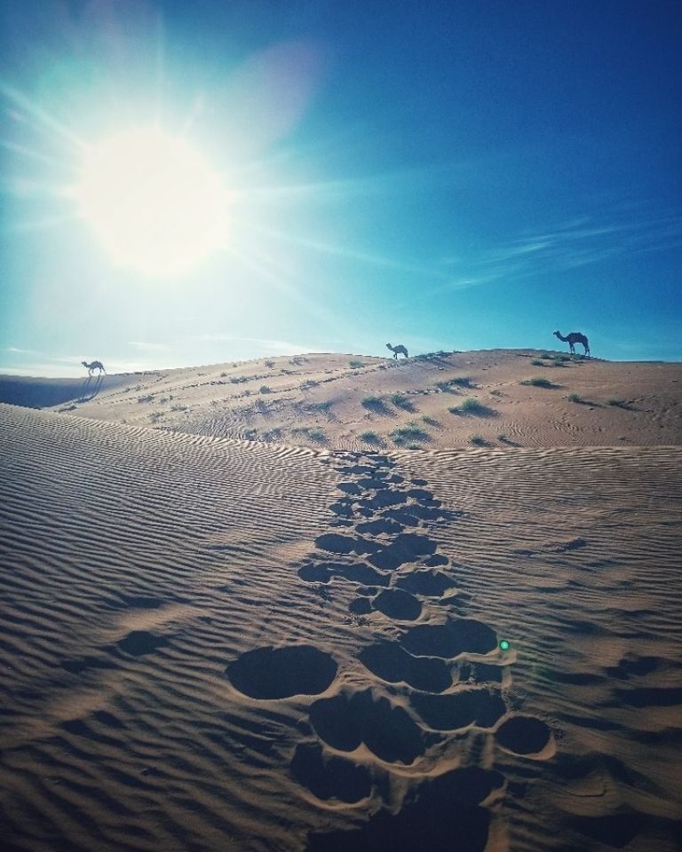 Instagram post from wild_globe_expeditions. This post is in position 9.