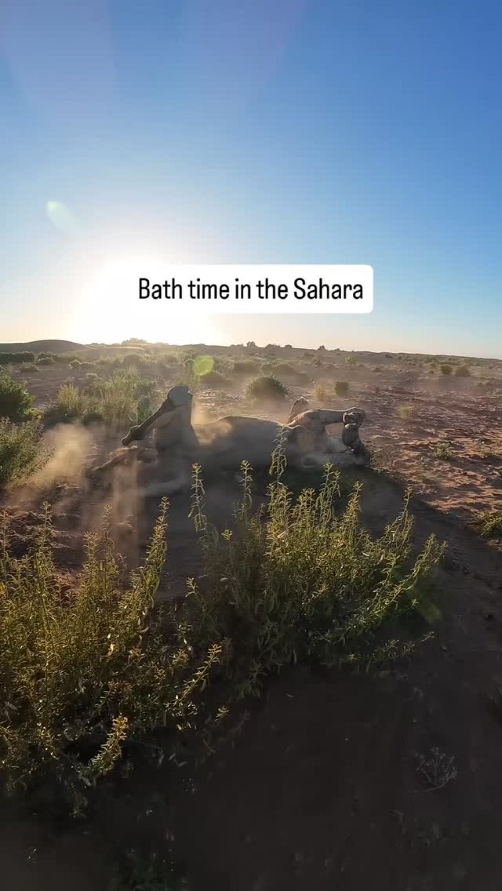 Instagram post from wild_globe_expeditions. This post is in position 18.