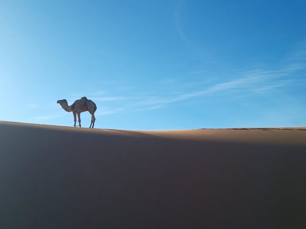 Instagram post from wild_globe_expeditions. This post is in position 2.