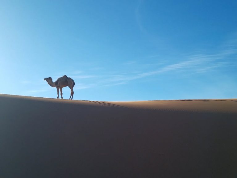 Instagram post from wild_globe_expeditions. This post is in position 3.