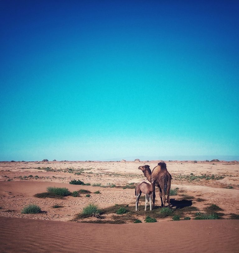 Instagram post from wild_globe_expeditions. This post is in position 7.